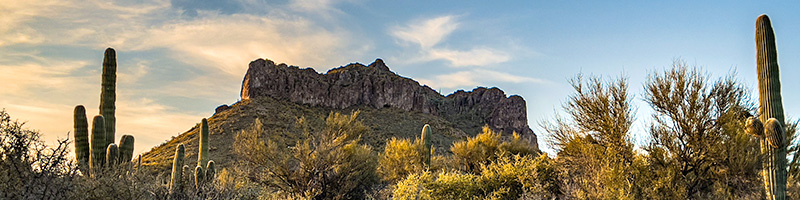 Phoenix Desert